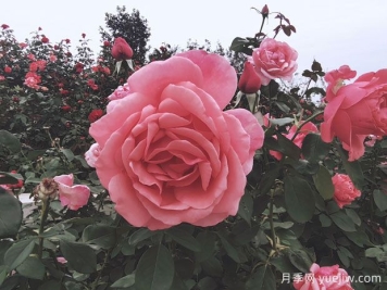 怎樣給月季葉面施肥？
