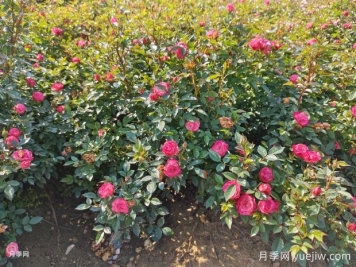 怎樣才能讓月季開更多的花嗎？花芽分化后怎么施肥？