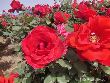 月季、玫瑰、薔薇分別是什么？如何區(qū)別？