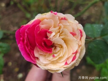 風(fēng)月月季難養(yǎng)嗎？值不值得入
