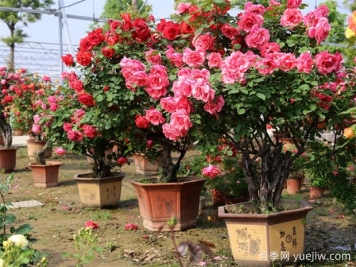 因?yàn)檫@二點(diǎn)，一些花友棄養(yǎng)月季花