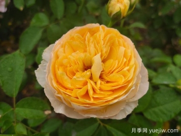 朱麗葉月季的優(yōu)缺點(diǎn)是什么？，花友的經(jīng)歷分享