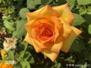金獎(jiǎng)?wù)略录緝?yōu)缺點(diǎn)？適合新手養(yǎng)護(hù)嗎？