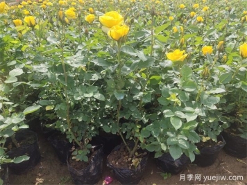 養(yǎng)護月季分清基肥、底肥和追肥，不盲養(yǎng)！