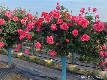 庭院一定要種植兩棵樹狀月季，花量大韻味十足