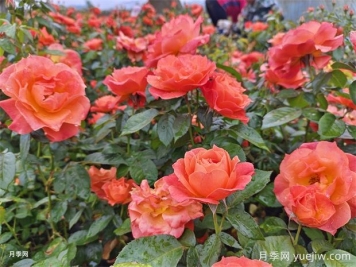月季花病蟲(chóng)害防治該用什么藥？掌握這3點(diǎn)