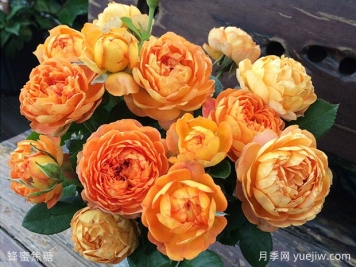 薔薇、玫瑰、月季你怎么看？