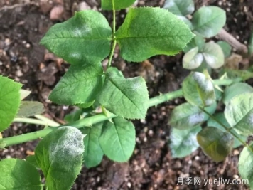 月季得了白粉病，一定要及時治療，否則沒花看
