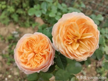 朱麗葉月季的優(yōu)缺點(diǎn)是什么？