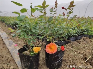 如何種植土球月季苗？掌握方法快速生長