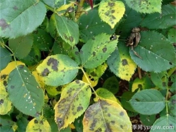 月季花13種常見(jiàn)病蟲(chóng)害