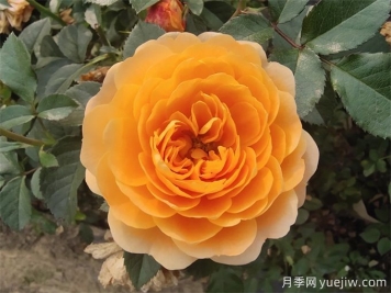 最適合陽臺(tái)養(yǎng)的10種月季，開花超級(jí)多！