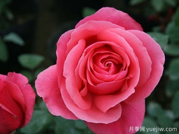 月季名片，四季常春月季花