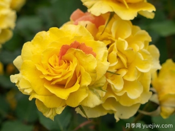 金管樂(lè)隊(duì)月季