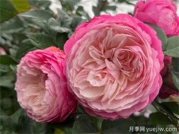 推薦7種優(yōu)秀灌木月季，庭院栽植好養(yǎng)又勤花