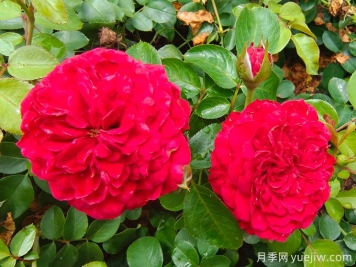 達(dá)芬奇月季如何養(yǎng)護(hù)？