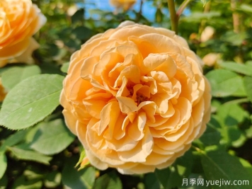 月季薔薇玫瑰，怎樣辨認薔薇三姐妹？