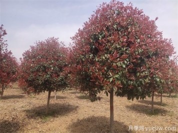 推薦20種彩葉樹(shù)種，用于園林綠化造景