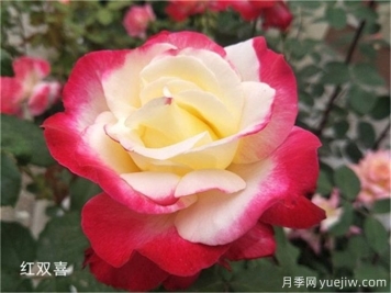 盤(pán)點(diǎn)10個(gè)最香的月季花品種