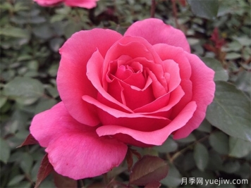 花的形態(tài)術(shù)語(yǔ)
