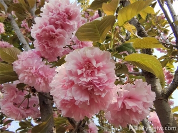 櫻花簡(jiǎn)介，櫻花生長(zhǎng)周期和品種特點(diǎn)