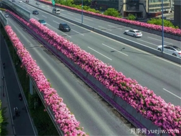 浙江杭州人的專屬浪漫，2024高架月季10月迎來盛花期