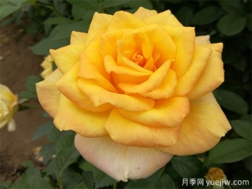 室內(nèi)如何養(yǎng)月季？掌室內(nèi)養(yǎng)花也能爆盆
