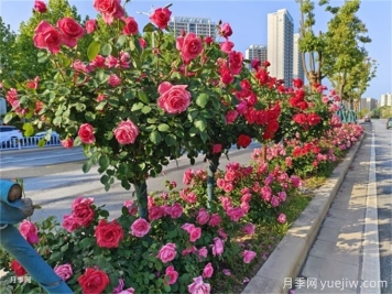 王智慧聽取南陽市月季種植三年計(jì)劃情況匯報