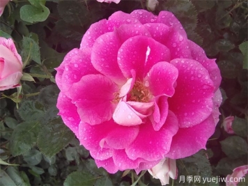 月季網(wǎng)：月季常見(jiàn)病蟲(chóng)害的防治藥品