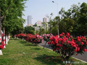 昆明市呈貢區(qū)2500余株樹狀月季齊綻放，街頭處處是風(fēng)景