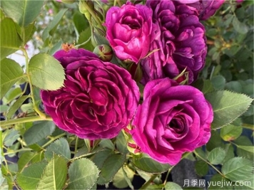 月季秋季花期，如何保證秋天花開(kāi)爆盆？