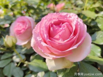 月季養(yǎng)護(hù)特輯：月季病蟲害，這一篇全總結(jié)