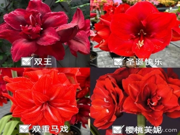 ?紅橙粉白，四大色系朱頂紅品種盤點