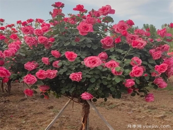 樹狀月季嫁接過程中需要注意什么事項(xiàng)？