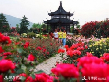 2020中國(guó)南陽(yáng)首屆首屆月季博覽會(huì)可以如期開(kāi)幕嗎？
