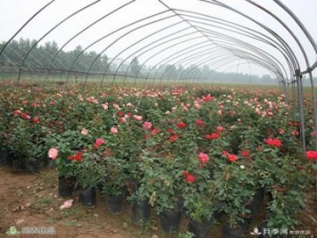 盆花月季盆栽月季南陽(yáng)種植基地批發(fā)報(bào)價(jià)
