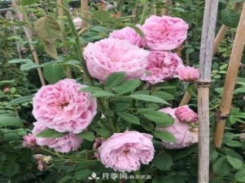 盤點(diǎn)30款又香又好看的月季，讓花園香氣迷人又美麗