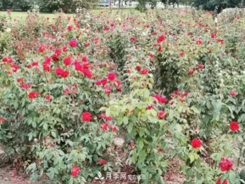 唐山惠豐湖這片月季花海太驚艷，太美了