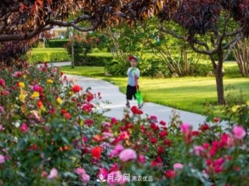 冉冉初夏，河北秦皇島十余處月季花海等你邂逅！