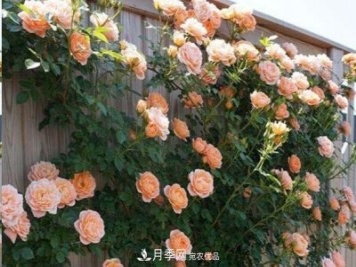 廣東種月季，首選這15個(gè)品種，一年花開10個(gè)月！