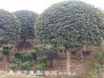 南陽精品桂花球，3-5公分桂花苗桂花樹