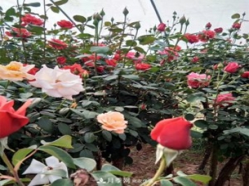 南陽(yáng)樹(shù)狀月季批發(fā)基地，規(guī)模大，品質(zhì)好，成活率高