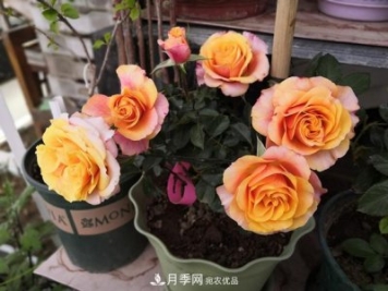 永遠(yuǎn)的艾帕索，零差評的盆栽月季，很適合陽臺(tái)族