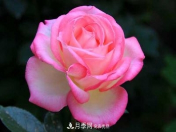 月季美文：月季·中國(guó)