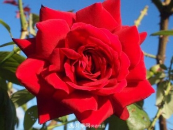 紅衣主教大花月季，花型漂亮，非常耐開(kāi)