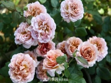 10種復(fù)古色月季，氣質(zhì)炸裂！花友值得入手！