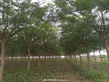 浙江滕頭園林今年做了兩件事，第二件將為你省一大筆錢！