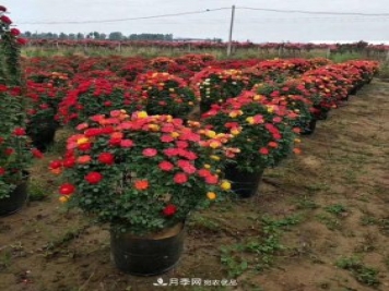 基地直供造型月季花瓶、月季花球、月季花柱批發(fā)價格