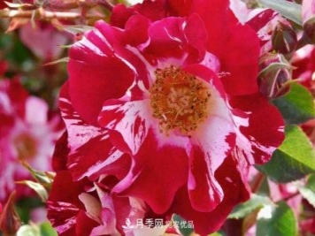 一年開360天！這個獲得AARS大獎的藤本月季簡直逆天！