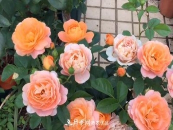 果汁陽(yáng)臺(tái)月季好養(yǎng)嗎，一年開(kāi)幾次花？